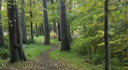 Herb Walk & Introduction to Herbal Medicine with Green Wisdom Apothecary Saturday August 1st 10-12.30pm