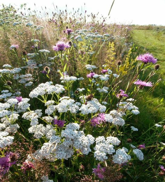 Herb Walk & Introduction to Herbal Medicine with Green Wisdom Apothecary Saturday August 1st 10-12.30pm